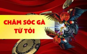 Lợi ích khi bạn chăm sóc gà từ tỏi