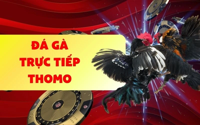 Sơ lược về đá gà trực tiếp Thomo